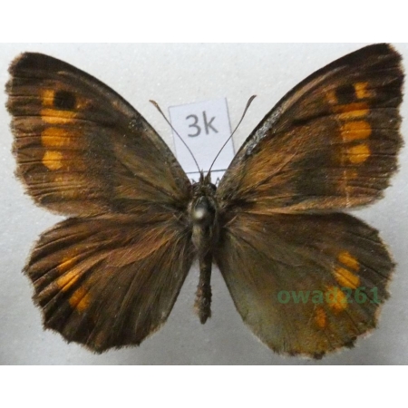 Arethusana arethusa (Denis & Schiffermüller, 1775) male Hungaria3k